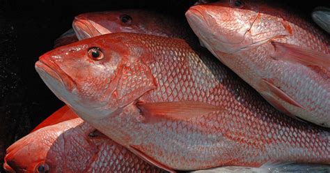 Anglers Get 3 Days To Fish For Red Snapper In Fed Waters This Year