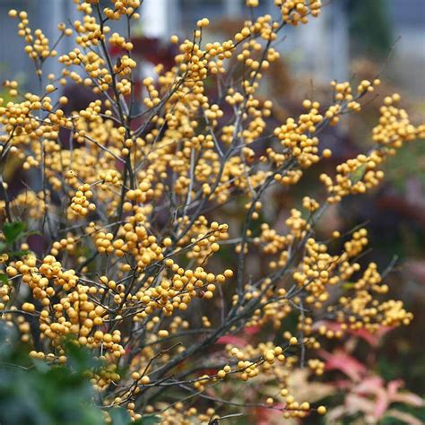 Berry Heavy Gold Winterberry Holly Proven Winners Great Garden Plants