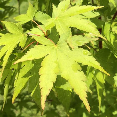 Japanese Maple Acer Palmatum ~ Types Of Trees