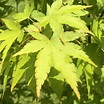 Japanese Maple - Acer palmatum ~ % Types of Trees