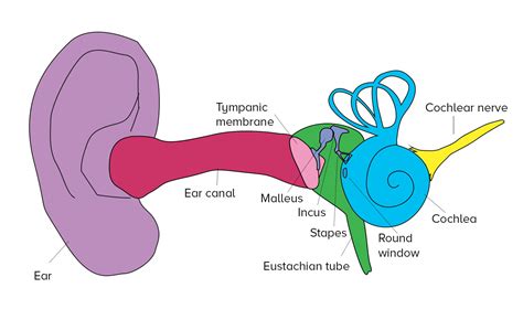😍 Parts Of The Human Ear And Their Functions The Human Ear Facts And