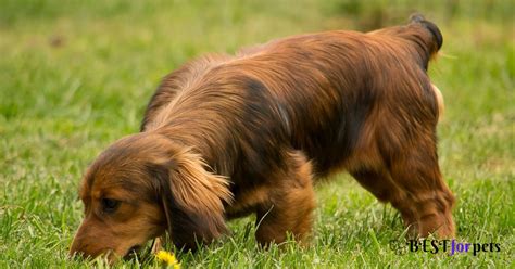 Top 10 Dog Breeds With The Best Sense Of Smell Bestforpets
