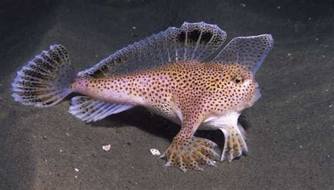 Handfish Beautiful Sea Creatures Deep Sea Creatures Marine Fish