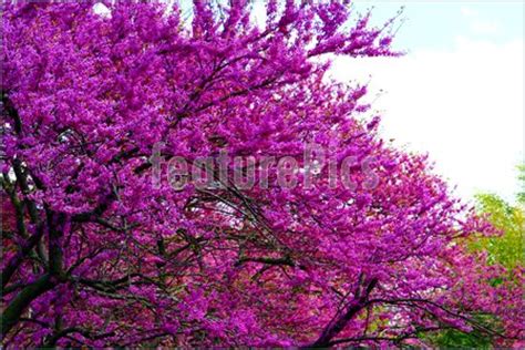Spring purple flowering trees | ehow uk. Purple Flowers In A Tree Stock Picture I1743298 at FeaturePics
