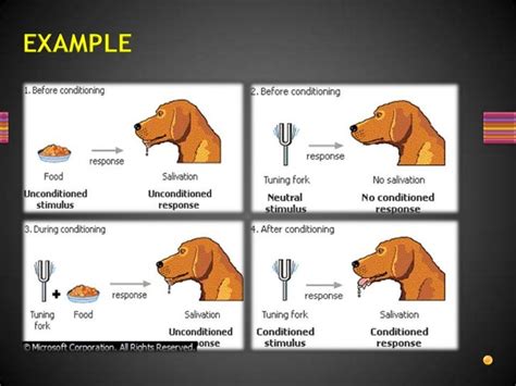 Pavlovian Classical Conditioning Definition Six0wllts