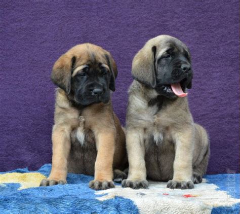 Puppies Of The Largest Dog Breeds In The World English