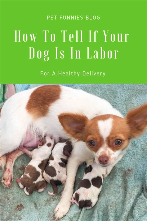 √ How Do You Know If Your Dog Is Pregnant Jrf