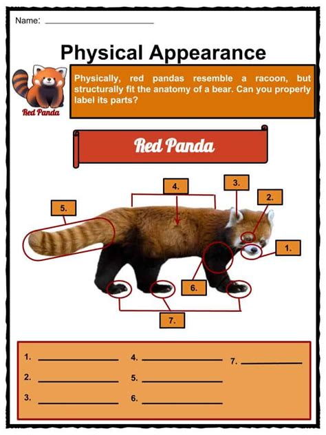 Red Panda Facts Worksheets Habitat Anatomy And Life Cycle For Kids