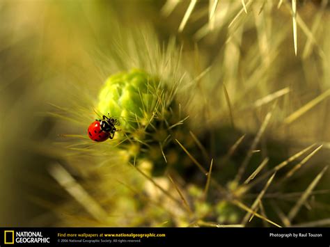 50 National Geographic Wallpaper Free Wallpapersafari