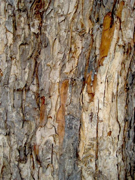 Acacia Tree Bark Free Photo Download Freeimages