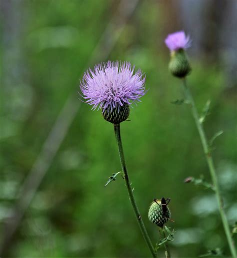 Tall Thistle Wildflower Free Stock Photo Public Domain