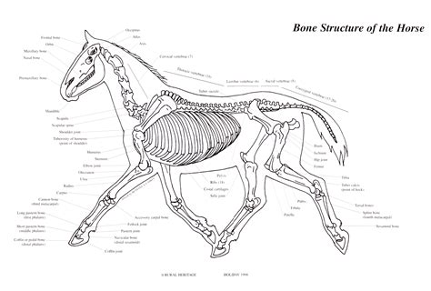 Rural Heritage Horse Bone Structure Illustration