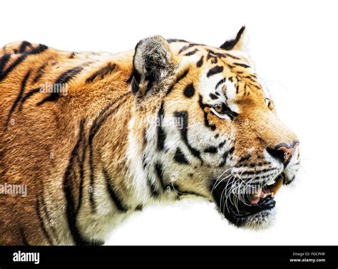Siberian Tiger Panthera Tigris Altaica Also Known As The Amur Tiger