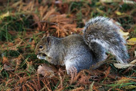 Gray Squirrel Eating At A Park Stock Photo Image Of Squirrel Brown