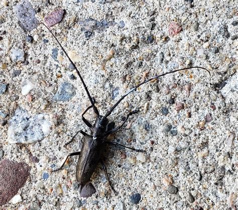 Pine Sawyer Beetle A Noteworthy Native