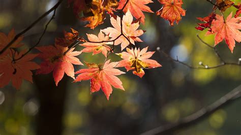 2560x1440 Leaves Autumn 1440p Resolution Hd 4k Wallpapers Images