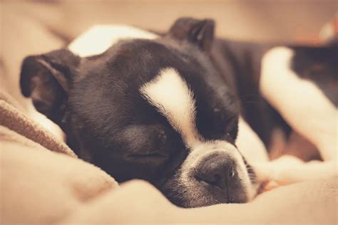 What Can I Give My Dog To Sleep At Night The Complete Guide