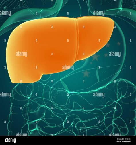 Liver 3d Illustration Human Digestive System Anatomy For Medical