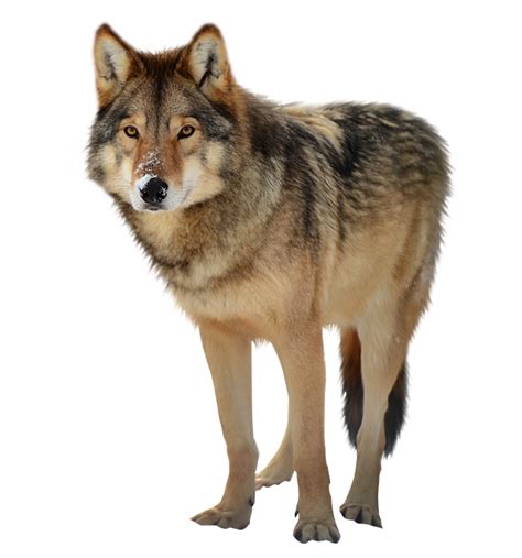 Wolf Png Clipart Png All Png All
