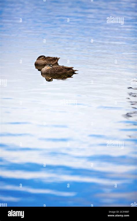 Birds Pacific Black Ducks Floating On Lake Wendouree In Ballarat