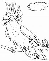 Parrot Coloring Printable Birds Drawing Cool2bkids Getdrawings sketch template