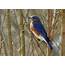 Male Bluebird  Birds And Blooms