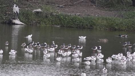 Winter Birds At Aogoo Wetland Jan 28 2020 鰲鼓溼地賞冬鳥 Youtube