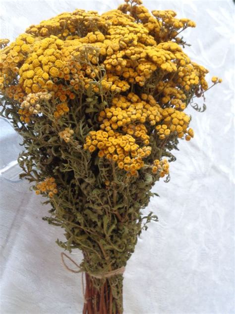 153 pieces natural dried flowers mixed pressed flowers assorted colorful dry flower leaves multiple daisies dried flower, blue, white, yellow and red for diy resin jewelry nail craft floral decors. Real dried tansy Yellow dried flowersYellow weddingRustic ...