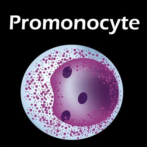 The Structure Of The Monocyte Monocytes Blood Cell Macrophage White