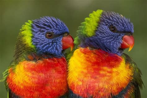 Rainbow Lorikeets Pentax User Photo Gallery