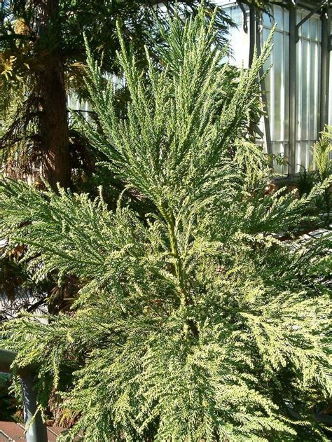 The 7 Best Evergreen Trees And Plants For Washington Dc Virginia And