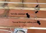 Termite Tunnels On Ceiling Images