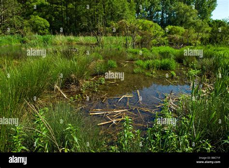 Marsh Bog Swamp Swampland Sump Mire Morass Plants Water Pond Pool Reed