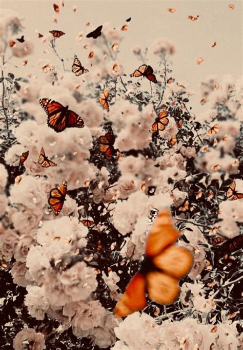 Pin By Macheala B On Cottagecore Glam Butterfly