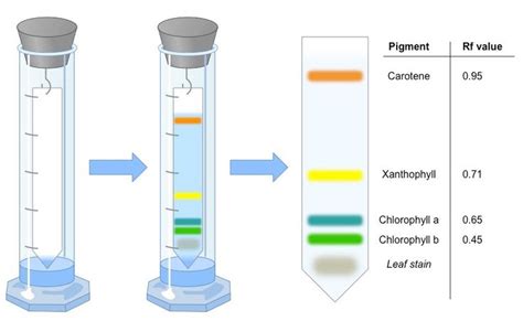 Chromatography Paper Chromatography Thin Layer Chromatography