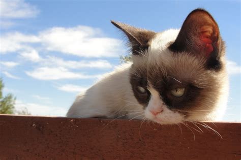 Grumpy Cat Wallpapers Hd Wallpapersafari
