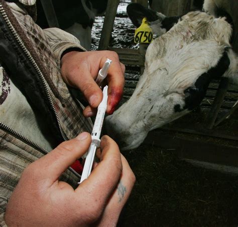 Hormones Cows And The New Trade Deal What You Need To Know CBC News