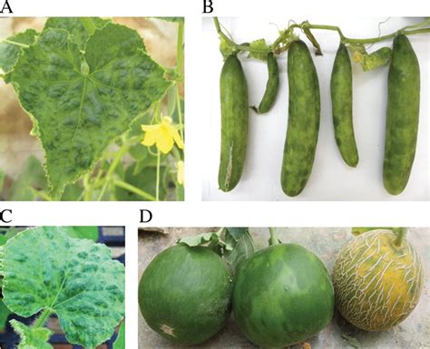 Understanding And Managing Cucumber Green Mottle Mosaic Virus AUSVEG