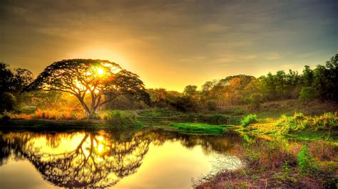 Top Populer Ultra 4k Wallpaper Gambar Pohon