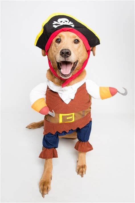Pirate Pet Costume Free Shipping Pet Costumes Dog Costume Dog