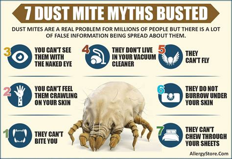 How To Treat Dust Mite Allergy