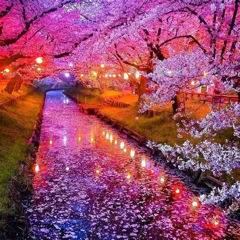 Imagenes De Cerezos Japoneses Photography Cherry Blossoms Black And