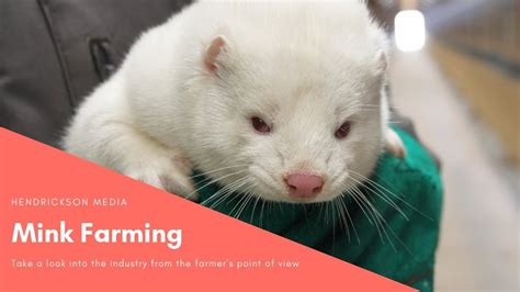 Mink Farming From The Farmers Point Of View Youtube