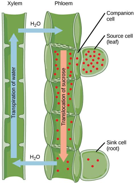 Vascular Tissue Plant Definition Function Types Biology Dictionary