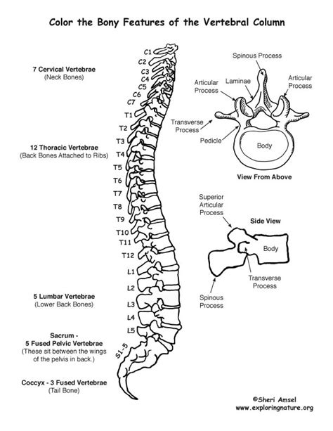 Vertebral Column Anatomy Worksheet