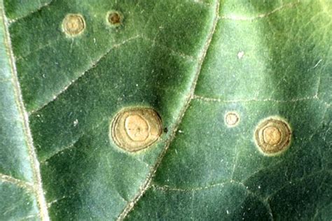 Septoria Lycopersici Var Malagutii Annular Leaf Spot Of Potato