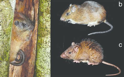 Ratas Espinosas Echimyidae De Costa Rica Individuos Adultos De