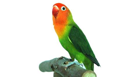 Kumpulan jenis mutasi warna lovebird euwing beserta ciri ciri harga dan. 44+ Gambar Lukisan Burung Love Bird