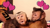 Monkeys In Love! A Monkey LOVE Story! - YouTube
