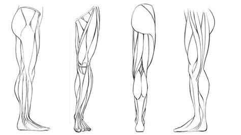Dynamic Anatomy For Artists Muscles Of The Leg Robert Marzullo Skillshare